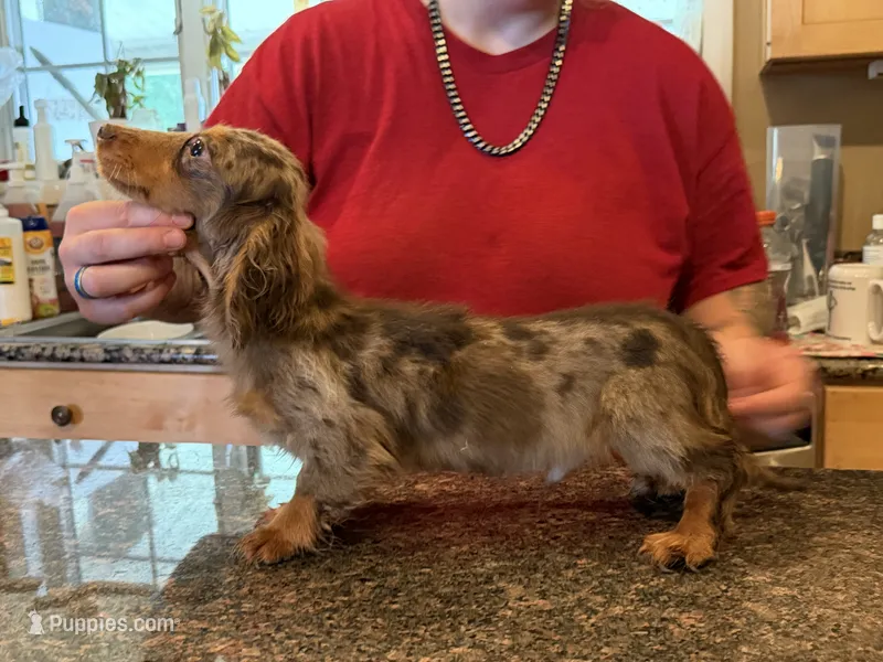 Russian akc – Miniature Dachshund puppy for sale in Oneonta, NY