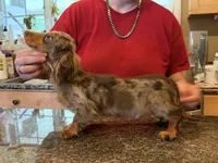 Russian akc, a male Miniature Dachshund for sale in Oneonta, NY – 1 of 7