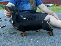 Biss Gold GCH sired, a male Miniature Dachshund for sale in Oneonta, NY – 6 of 6