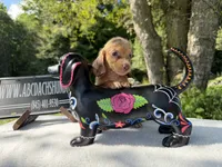 Russian, a female Miniature Dachshund for sale in Oneonta, NY – 8 of 9