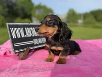 Russian sale, a female Miniature Dachshund for sale in Oneonta, NY – 10 of 10
