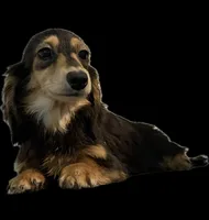 AKC import pra clear cream pointed, a female Miniature Dachshund for sale in Oneonta, NY – Photo 1 of 4