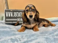 AKC Russian GCH MOM, a male Dachshund for sale in Oneonta, NY – 9 of 10