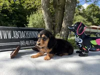 Russian, a female Miniature Dachshund for sale in Oneonta, NY – 6 of 8
