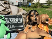 Russian, a male Miniature Dachshund for sale in Oneonta, NY – 4 of 7