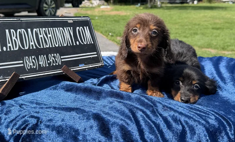Russian AKC show line – Miniature Dachshund puppy for sale in Oneonta, NY