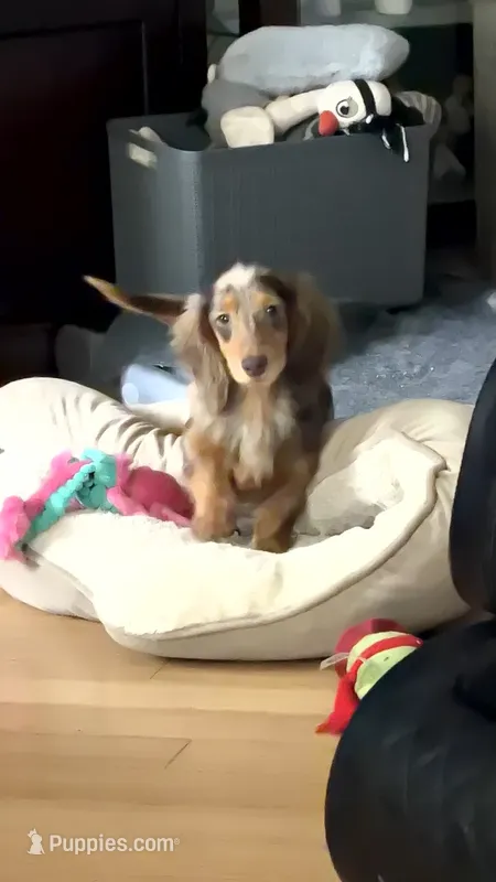 Pork chops AKC show boy  – Miniature Dachshund puppy for sale in Oneonta, NY