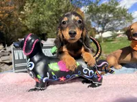 Russian AKC dapple, a female Miniature Dachshund for sale in Oneonta, NY – 8 of 10