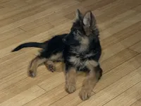 Import LH, a female German Shepherd Dog for sale in Oneonta, NY – 4 of 9