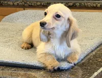 AKC ee pra clear, a female Miniature Dachshund for sale in Oneonta, NY – 2 of 7