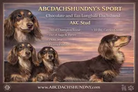 Ch bred spayed housebroken, a female Miniature Dachshund for sale in Oneonta, NY – 6 of 6