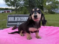 Russian sale, a female Miniature Dachshund for sale in Oneonta, NY – 4 of 10