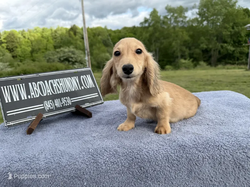 Cream import – Miniature Dachshund puppy for sale in Oneonta, NY