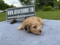 Dapple boy, a male Miniature Dachshund for sale in Oneonta, NY – 6 of 10
