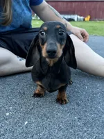 Biss Gold GCH sired, a male Miniature Dachshund for sale in Oneonta, NY – 4 of 6
