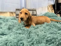 Dapple boy, a male Miniature Dachshund for sale in Oneonta, NY – 3 of 10