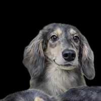 Faux BLUE Cr DPL, a male Dachshund for sale in Oneonta, NY – Photo 1 of 2