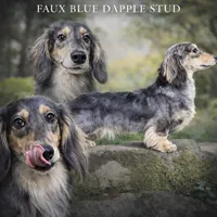 Faux BLUE Cr DPL, a male Dachshund for sale in Oneonta, NY – Photo 2 of 2