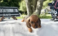 Russian Smooth red, a female Dachshund for sale in Oneonta, NY – 2 of 3