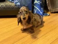 Pra clear AKC import sale, a male Miniature Dachshund for sale in Oneonta, NY – 3 of 9