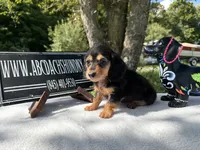 Russian, a female Miniature Dachshund for sale in Oneonta, NY – 7 of 8