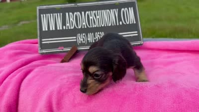S.African AKC, a female Miniature Dachshund for sale in Oneonta, NY – 10 of 10