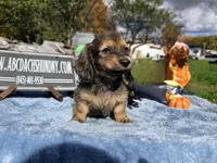Uk import cream, a male Miniature Dachshund for sale in Oneonta, NY – 5 of 8