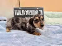 S.African , a male Miniature Dachshund for sale in Oneonta, NY – 3 of 10