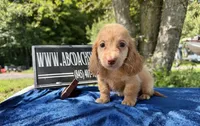 Ee red Russian , a male Miniature Dachshund for sale in Oneonta, NY – 3 of 4