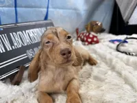 Import blue eye dapple, a male Miniature Dachshund for sale in Oneonta, NY – Photo 1 of 8