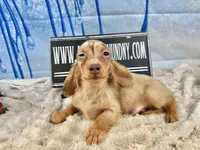 Import blue eye dapple, a male Miniature Dachshund for sale in Oneonta, NY – Photo 8 of 8