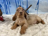 Import blue eye dapple, a male Miniature Dachshund for sale in Oneonta, NY – Photo 6 of 8