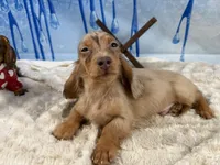 Import blue eye dapple, a male Miniature Dachshund for sale in Oneonta, NY – Photo 4 of 8