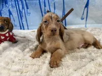 Import blue eye dapple, a male Miniature Dachshund for sale in Oneonta, NY – Photo 3 of 8