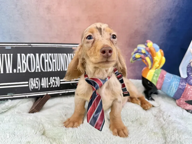 Import blue eye dapple