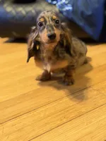 Pra clear AKC import sale, a male Miniature Dachshund for sale in Oneonta, NY – 9 of 9