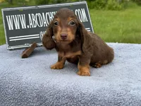 Ch Russian, a male Miniature Dachshund for sale in Oneonta, NY – 7 of 10