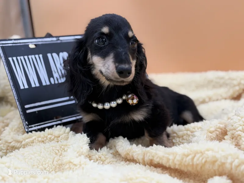 Ch import akc – Miniature Dachshund puppy for sale in Oneonta, NY