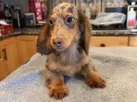 Russian akc, a male Miniature Dachshund for sale in Oneonta, NY – 7 of 7