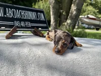 Russian smooth dapple, a female Dachshund for sale in Oneonta, NY – 4 of 6