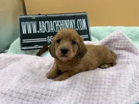 Dapple Russian akc, a female Miniature Dachshund for sale in Oneonta, NY – 3 of 7