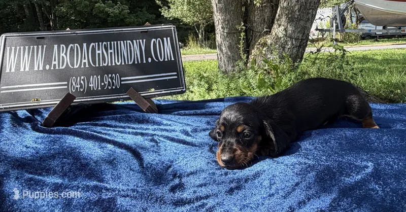 Russian smooth – Dachshund puppy for sale in Oneonta, NY