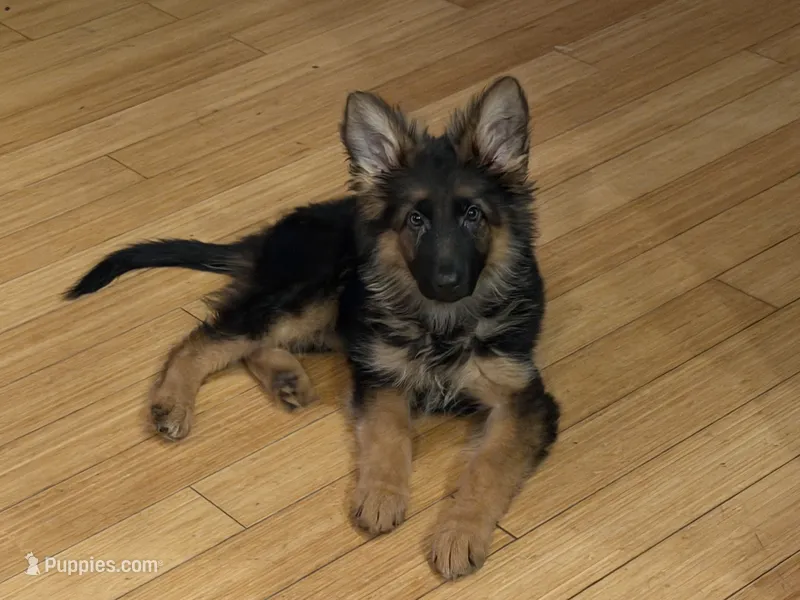 Import LH, a female German Shepherd Dog for sale in Oneonta, NY – 1 of 9
