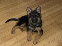 Import LH, a female German Shepherd Dog for sale in Oneonta, NY – 1 of 9
