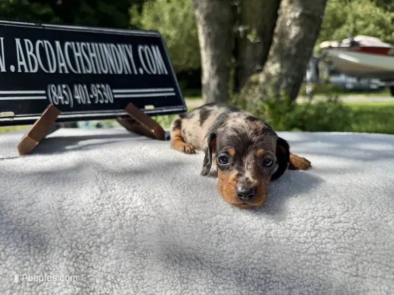 Russian smooth dapple – Dachshund puppy for sale in Oneonta, NY