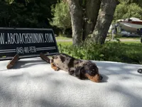 Russian smooth dapple, a female Dachshund for sale in Oneonta, NY – 3 of 6