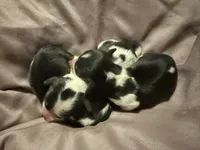 processed/d86c979d-5d64-4f44-9265-059aa94280de/listing/73ae9165-37b3-4dea-8b15-ff773360de62/16e43e03-6036-4839-8a8b-86e9119d204f