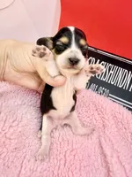 processed/d86c979d-5d64-4f44-9265-059aa94280de/listing/73ae9165-37b3-4dea-8b15-ff773360de62/6a9770cc-2439-45f2-8616-8797036bc088