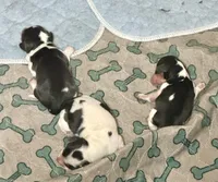 processed/d86c979d-5d64-4f44-9265-059aa94280de/listing/73ae9165-37b3-4dea-8b15-ff773360de62/ad6287c5-8c33-4670-9b69-df88a2e136a6