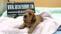 Dapple Russian akc, a female Miniature Dachshund for sale in Oneonta, NY – 4 of 7
